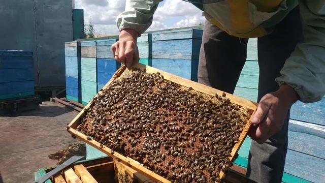 Как сработал Бакфаст(Buckfast) на разнотравье?Работа маток!Показатели по весам! смотреть онлайн