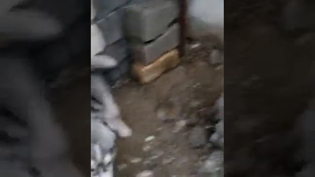 Хасика смотреть онлайн