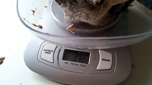 Взвешивание индюков в 2 недели и какие кормушки нужны смотреть онлайн