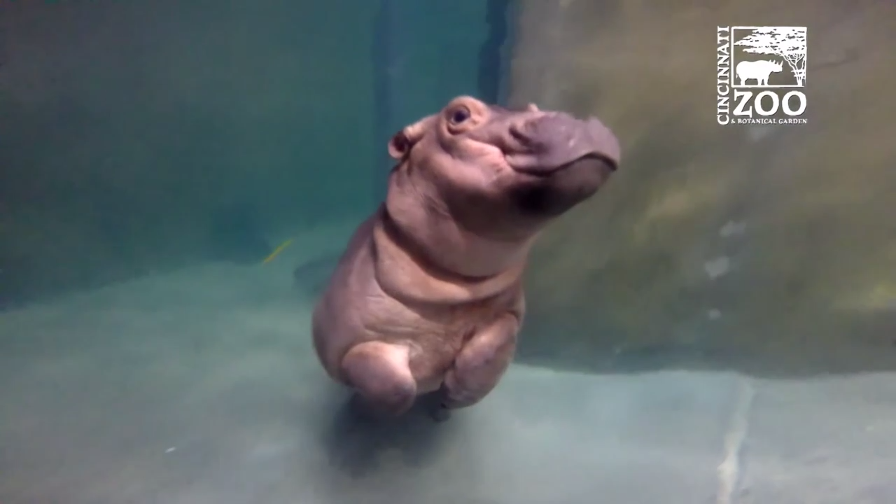 Бегемотик Фиона учится плавать смотреть онлайн