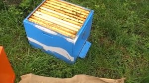 Мешотчатый расплод -3ч.  Замена маток.