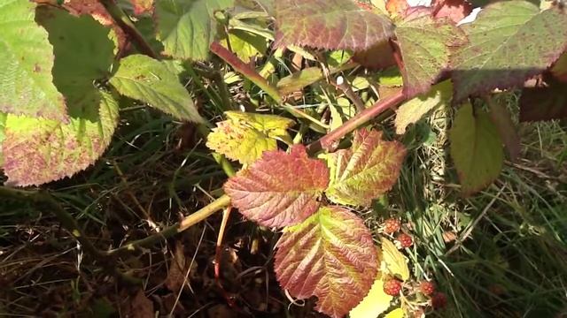 осенняя обрезка ежевики. Подготовка ежевики к зиме. смотреть онлайн