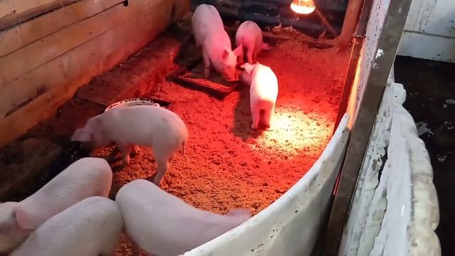 Порода свиней Крупная Белая/Обзор/Покрыл Ландраса Дюрком