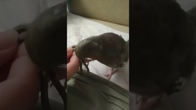 Bird Cherry plays everytime / эта сволочь постоянно все грызет смотреть онлайн