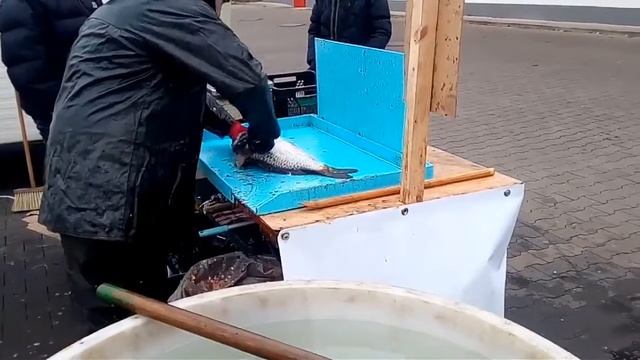 Как в Чехии разделывают живого Карпа на Рождество,As in the Czech Republic is cut a live carp for смотреть онлайн