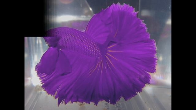 ПЕТУШКИ ИЛИ БОЙЦОВЫЕ РЫБКИ. ПОДБОРКА КРАСИВЫХ ФОТО. Betta fish смотреть онлайн