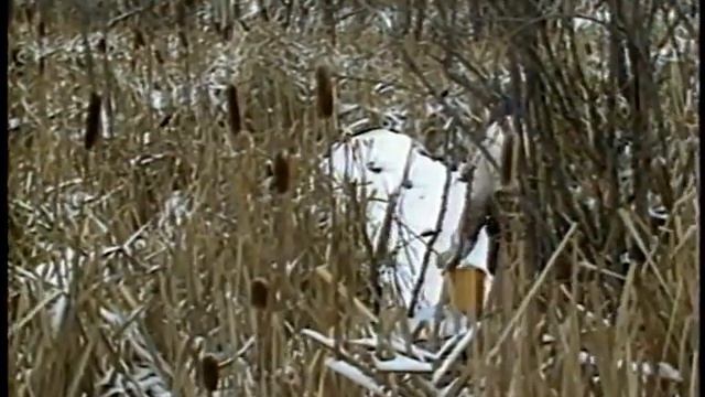 Зоологический Справочник