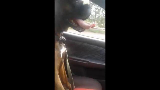 ХАТИКО смотреть онлайн