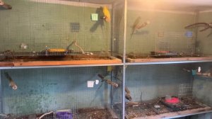 Чем правильно кормить ожереловых попугаев