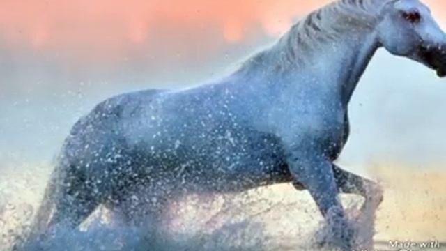 Самые красивые лошади!!! смотреть онлайн
