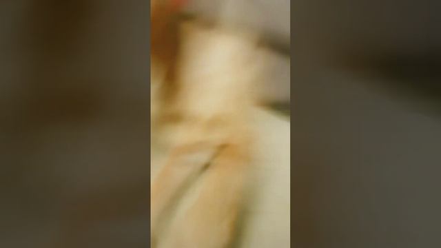 решил завести питомца, Скоро у него день рождения смотреть онлайн