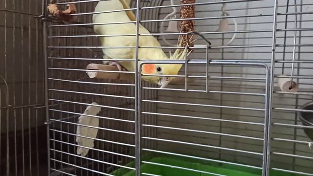 Мартюша и мелкатня🐒🦔🐿🦔🦜🦦😍❤ смотреть онлайн