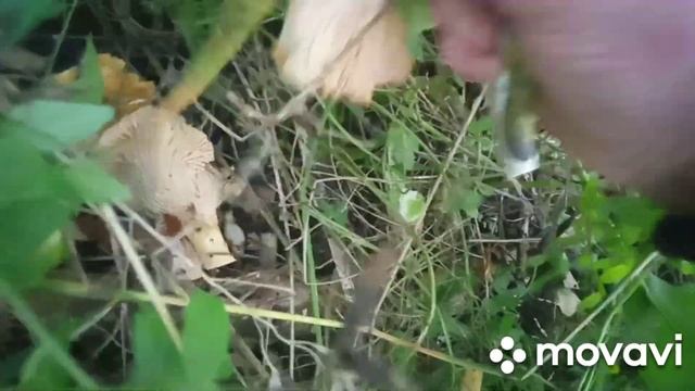 Поехала на места своего детства за лисичками. смотреть онлайн