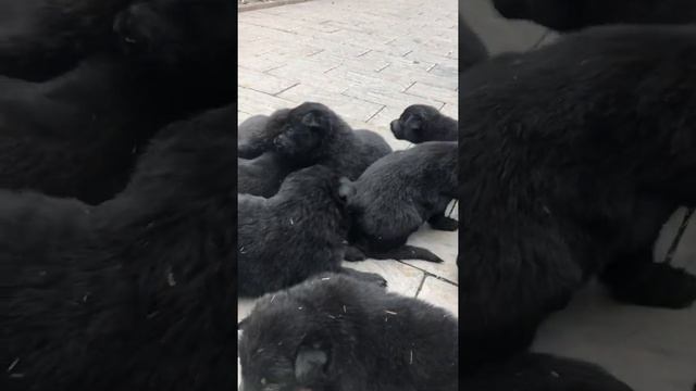 ВЕО ЧЁРНЫЕ смотреть онлайн