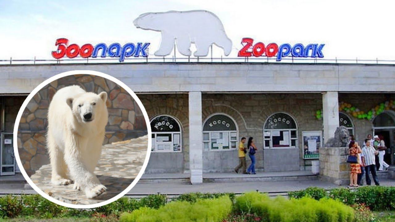 ЛЕНИНГРАДСКИЙ ЗООПАРК | ЗООПАРК В САНКТ-ПЕТЕРБУРГЕ НА ГОРЬКОВСКОЙ | ПИТЕР ЗООПАРК смотреть онлайн