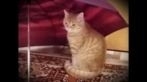 Погода в доме