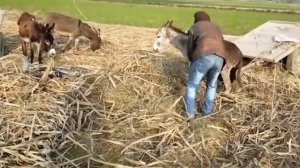 БУ БОЛА ЭШАК БИЛАН ЖИНСИ АЛОКА КИЛМОК...