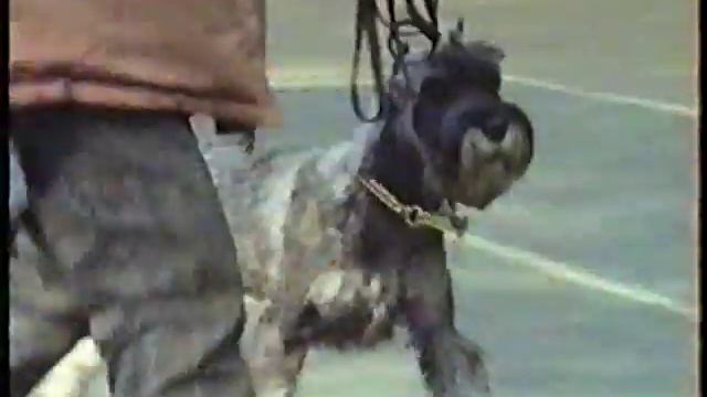 МГОЛС май 1993 года (Часть 3) смотреть онлайн