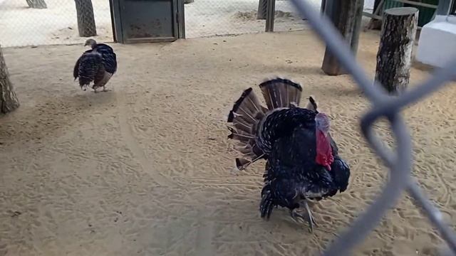 Важный индюк. смотреть онлайн