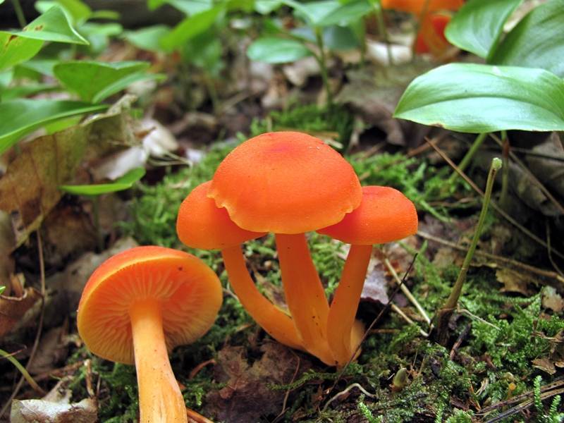 ГИГРОЦИБЕ КИНОВАРНО-КРАСНАЯ. Красивый грибочек! Грибная азбука. смотреть онлайн