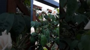 Ilse Krohn superior - роза плетистая, 6.06.23 , год в саду.