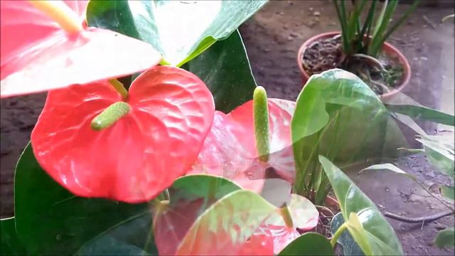 Anthurium - Vivero Marra смотреть онлайн