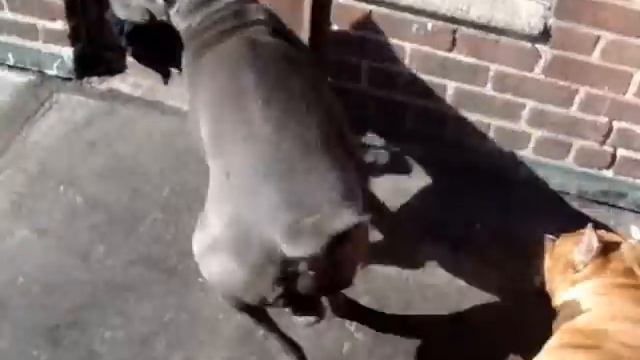 Pitbull Vs Cane corso смотреть онлайн