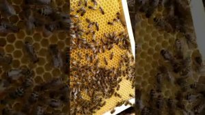 серые горные кавказские пчёлы ("кавказянки") в Лен. области