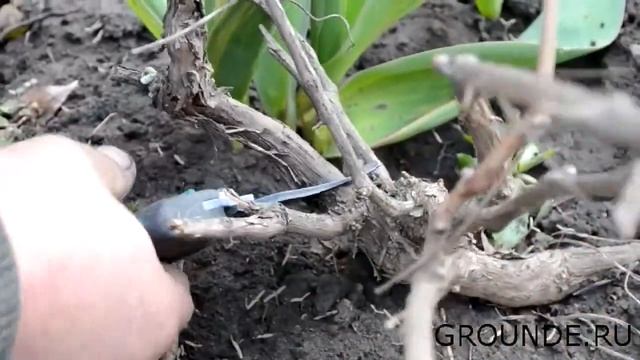 Обрезка виноградной лозы смотреть онлайн