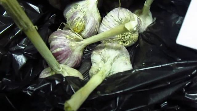 Сорта чеснока,как они выглядят? смотреть онлайн