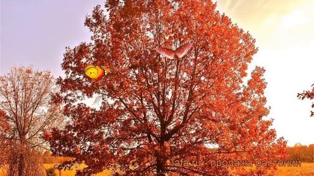 Дуб красный (quercus rubra) ? красный дуб обзор: как сажать, саженцы, рассада, крупномеры дуба смотреть онлайн
