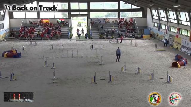 2018 World Agility Championship Саприко джампинг смотреть онлайн