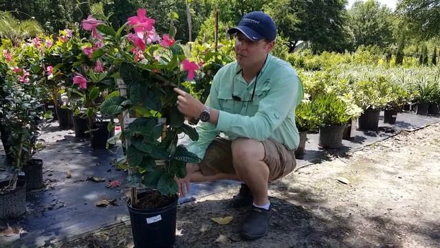 Landscape Design : Learn about Mandevilla смотреть онлайн