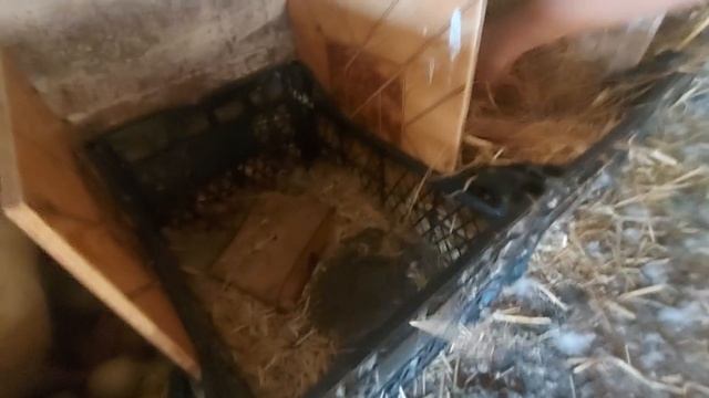 все яйца у уток испорчены! меняем гнёзда! смотреть онлайн