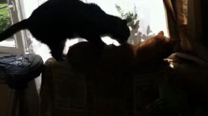Кот трахает кота