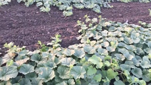 Дыня Дюна - раннеспелый сорт устойчив к перепадам температур смотреть онлайн