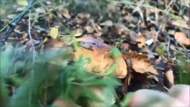 ОГРОМНЫЕ ПОЛЯНЫ МАСЛЯТ/ БЕЛЫЕ ГРИБЫ и, конечно же ЕЖИК