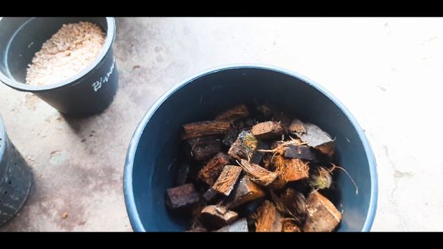 Anthurium plant care how to plant anthurium seeds #learngardening смотреть онлайн