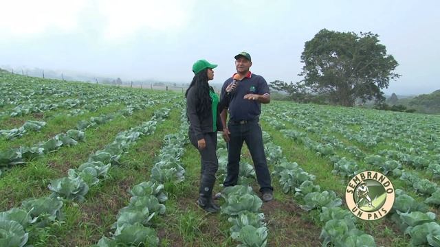 Cultivo de Repollo, Fase de Trasplante y Primeros Cuidados en el Campo смотреть онлайн