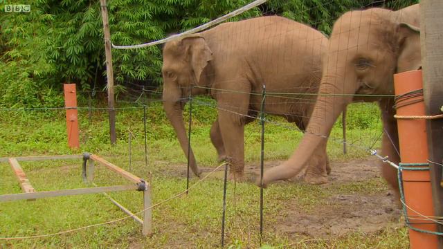 Elephants Learn To Work Together Super Smart Animals BBC Earth