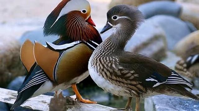 МАНДАРИНКА - САМАЯ КРАСИВАЯ УТКА смотреть онлайн