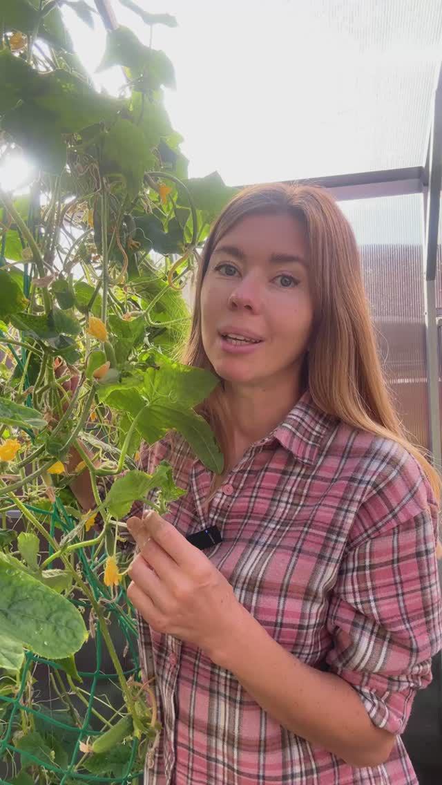 Огурцы до заморозков смотреть онлайн