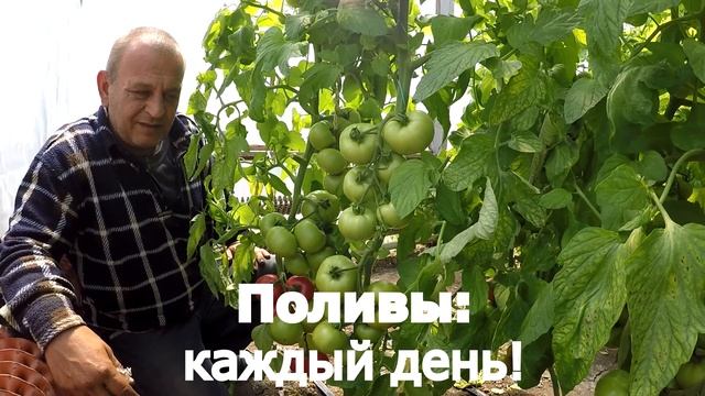 Помидор в теплице. Угловое - серия 8. Плодоношение. Томат на подвое смотреть онлайн