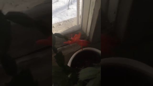 Декабрист меняет цвет