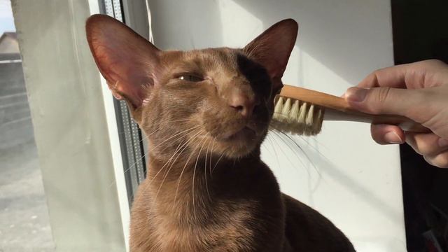 Ориентальный кот и щетка. смотреть онлайн