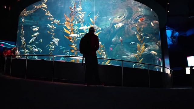 Toronto Travel Guide - Things to do in Toronto!! смотреть онлайн