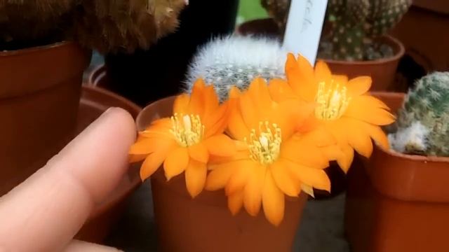 My Rebutia muscula Cactus plant in bright orange flower смотреть онлайн