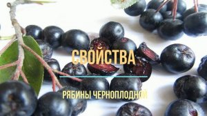 Черноплодная рябина выращивание
