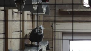 Свердловские ГОЛУБИ Саши афганца (часть 2)