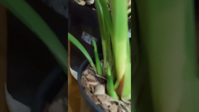 Цветоносы на новый год смотреть онлайн